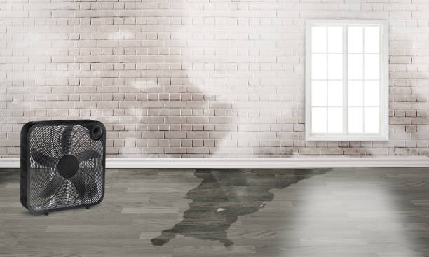 Best Professional water damage repair  in Greenbrier, TN